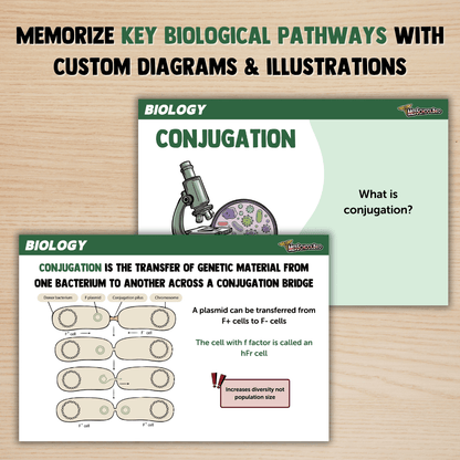 MCAT Flashcard Set