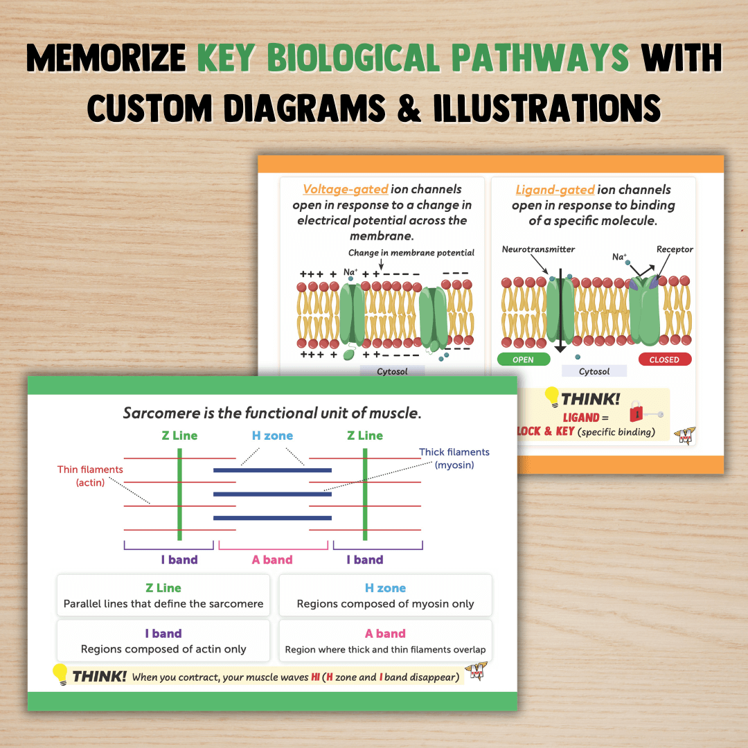 MCAT Flashcard Set