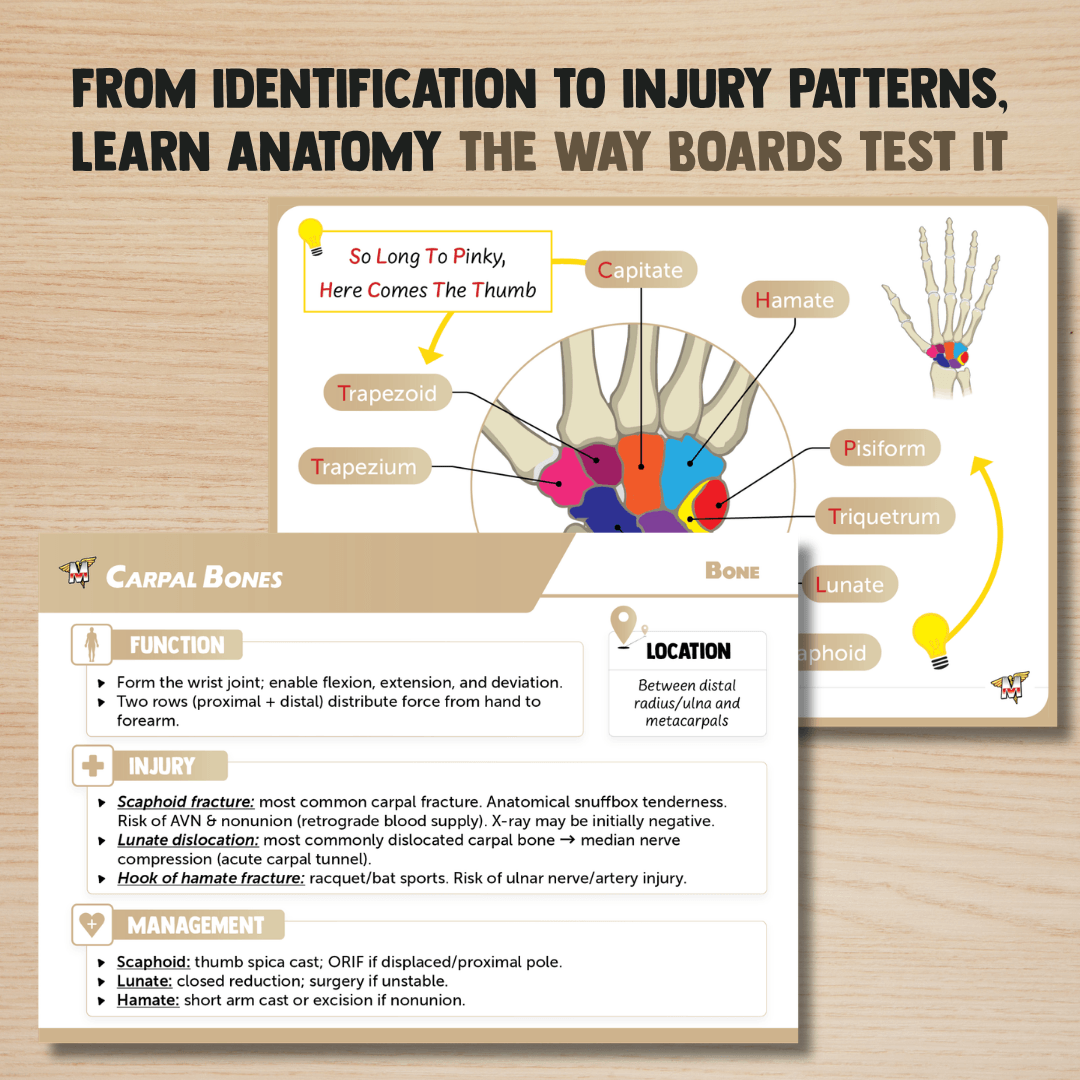 Anatomy Flashcards