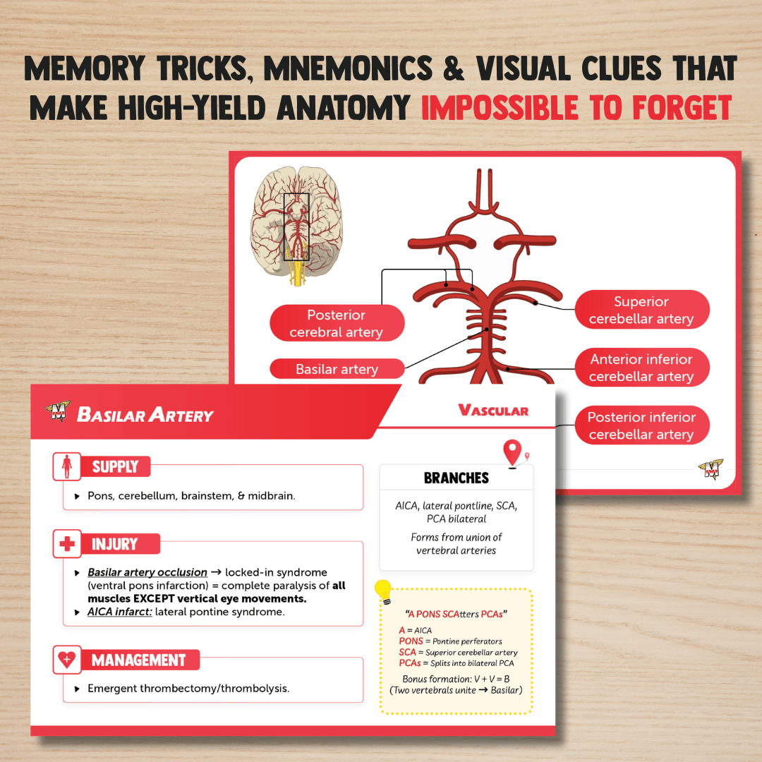 Anatomy Flashcards