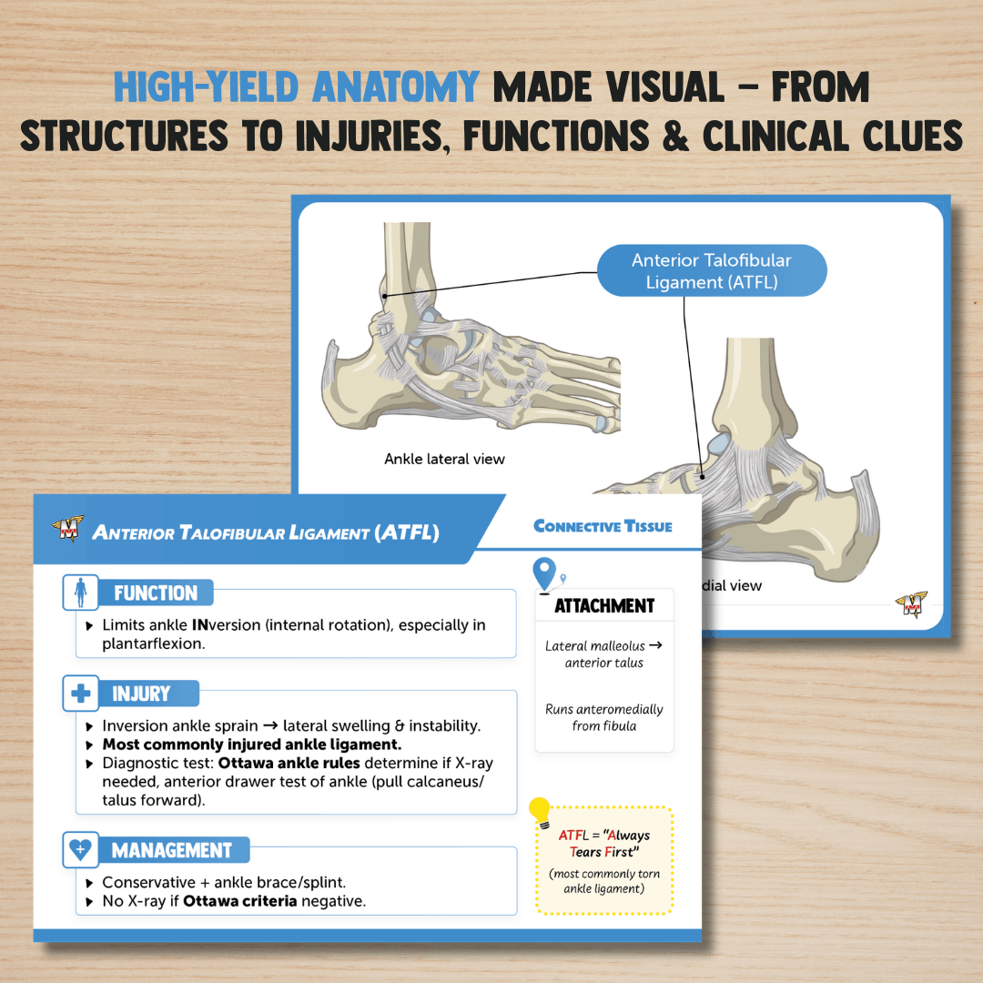 Anatomy Flashcards
