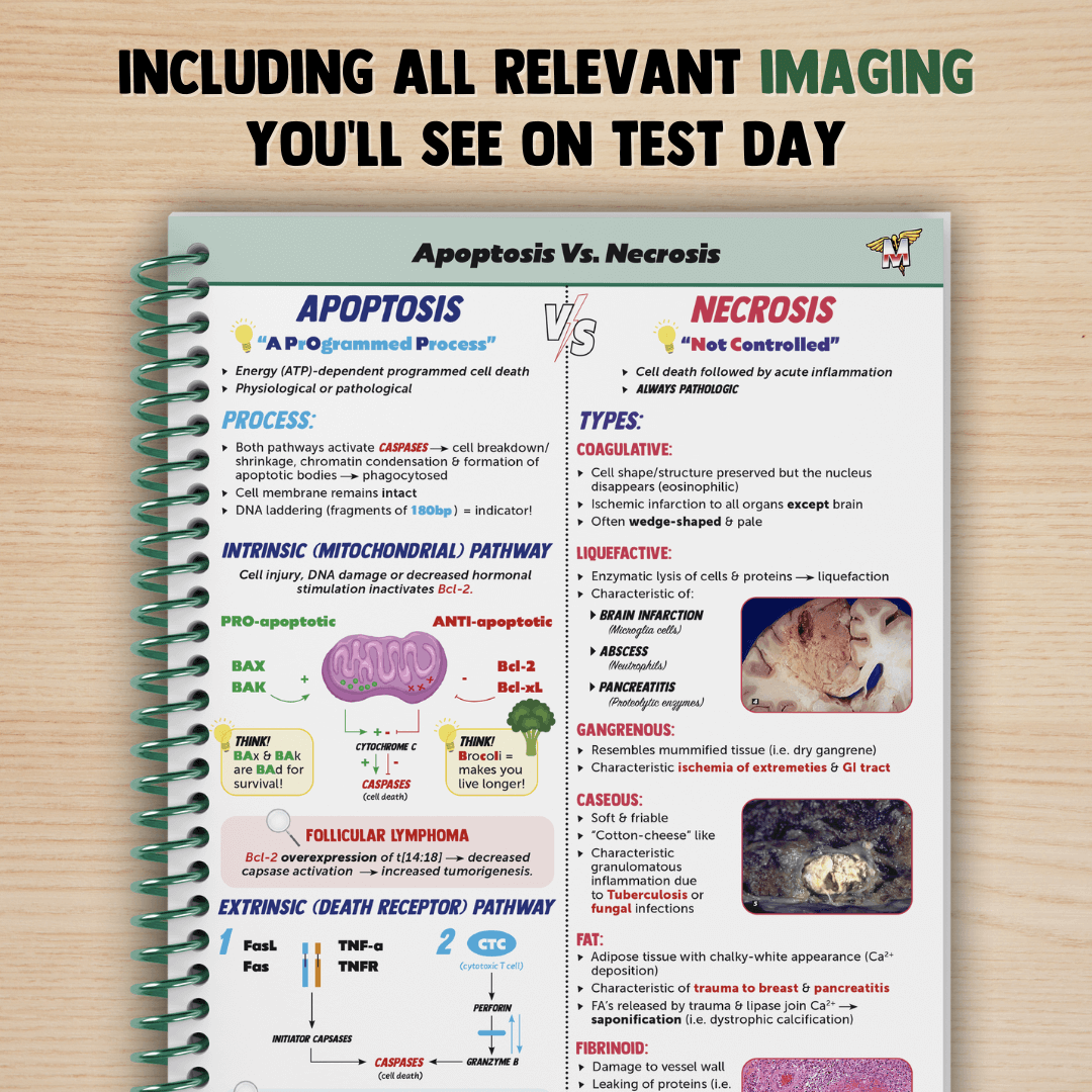 Pathology & Immunology