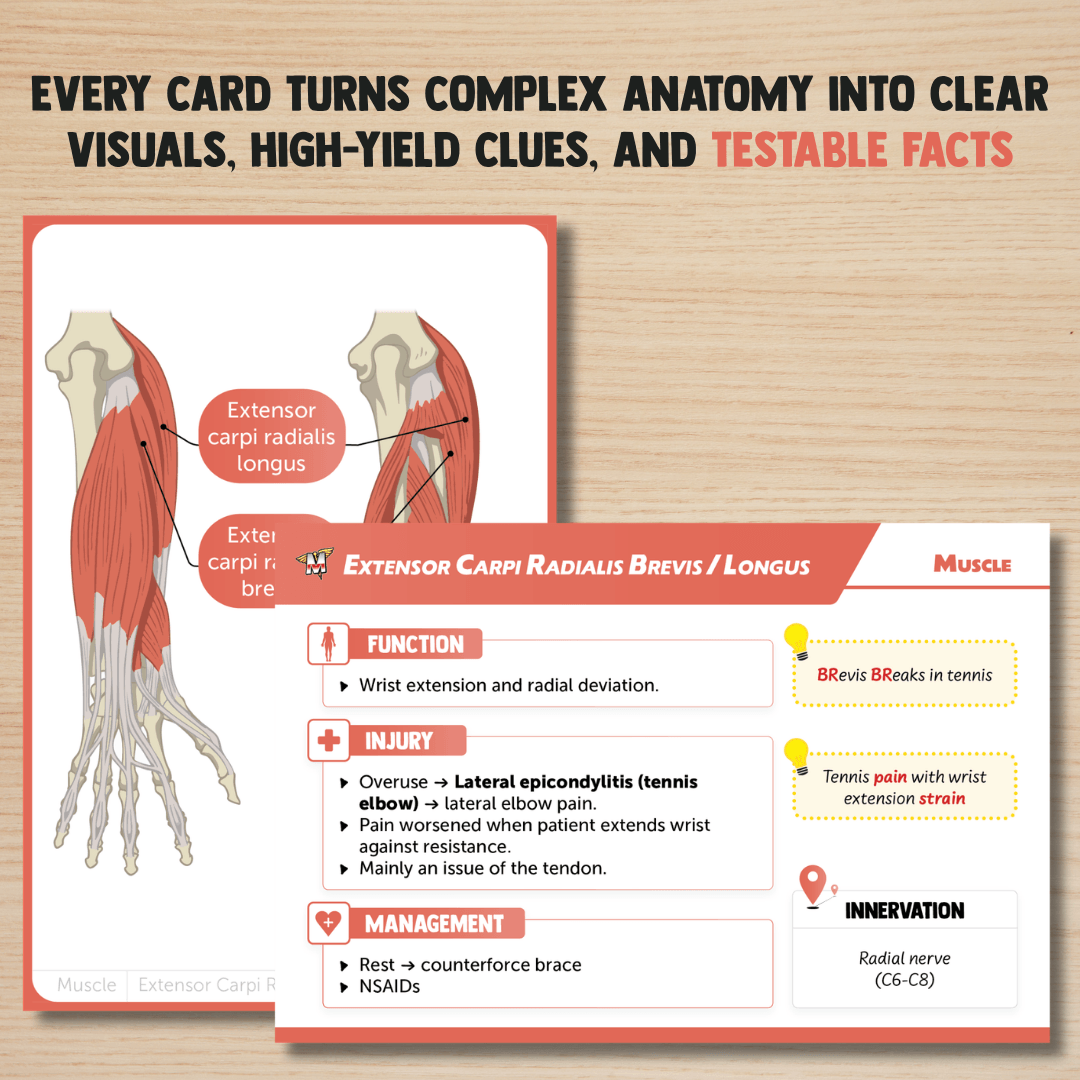 Anatomy Flashcards